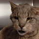 Illustration for article titled One-Eyed, Four-Toothed Cat with FIV Is the Internet's Newest Celeb